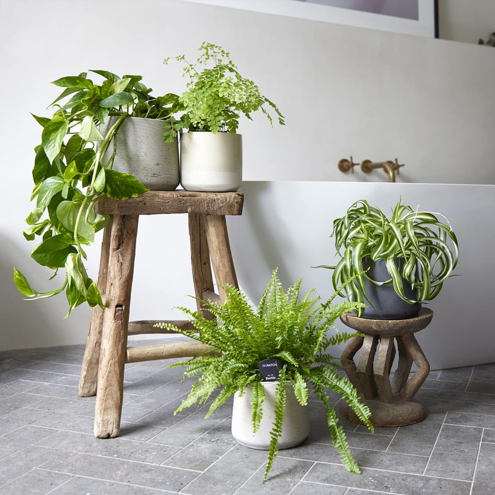 Best Bathroom Plants