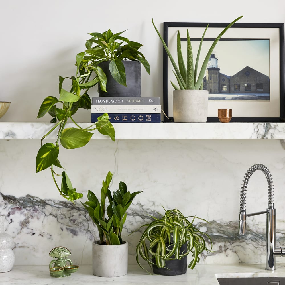 Plants for the Kitchen