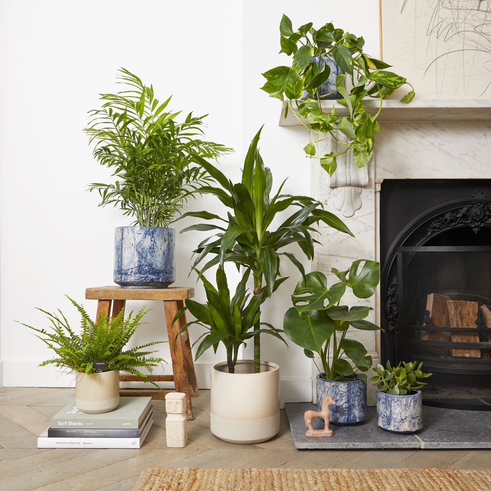 Plants for the Living Room