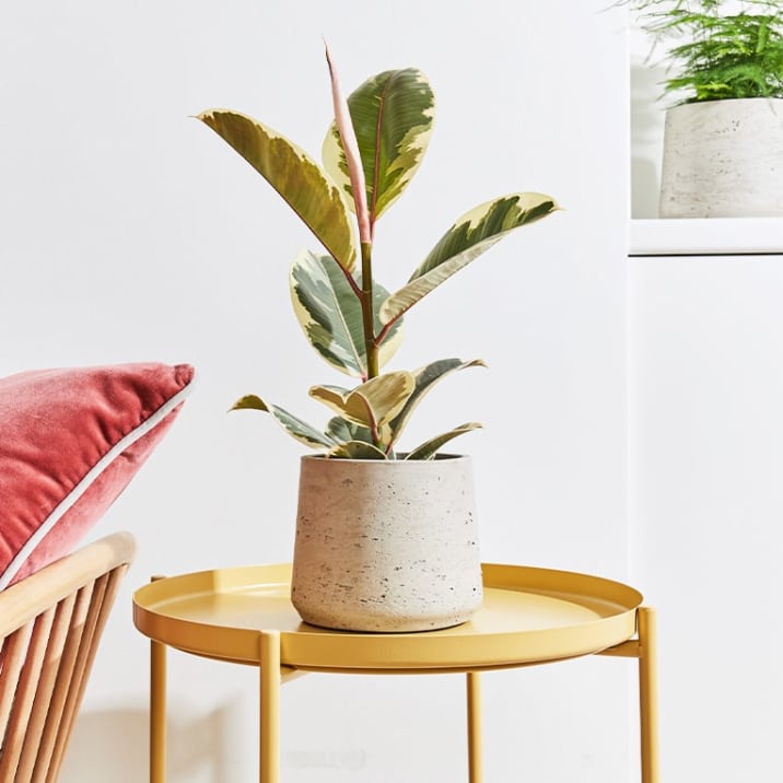 Small variegated rubber plant in a light grey clay pot