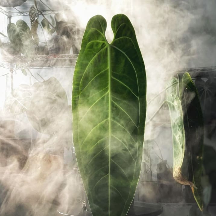 Alocasia plant leaf in a steamy room