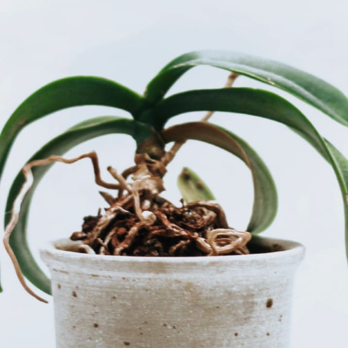 Plant with exposed roots growing from the top of a decorative pot