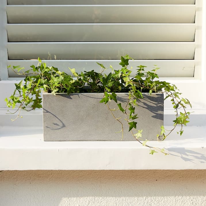 Ivy in a light grey concrete trough on a windowsill