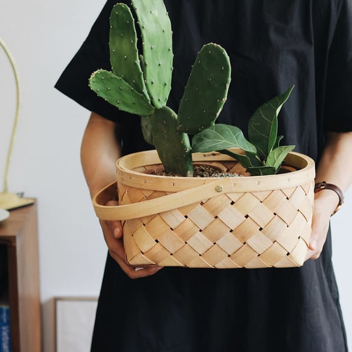 Person carrying a basket with a cactus and small fiddle leaf fig