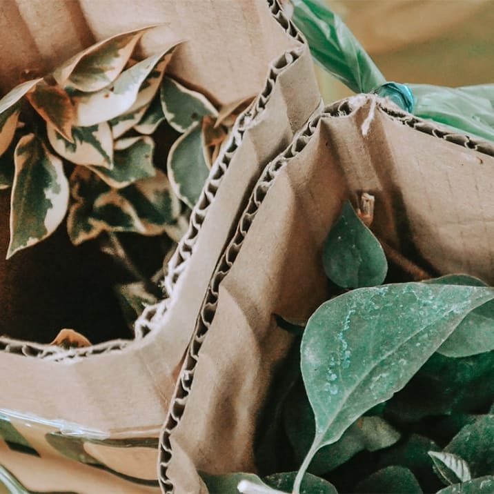 Two small plants wrapped in cardboard for protection