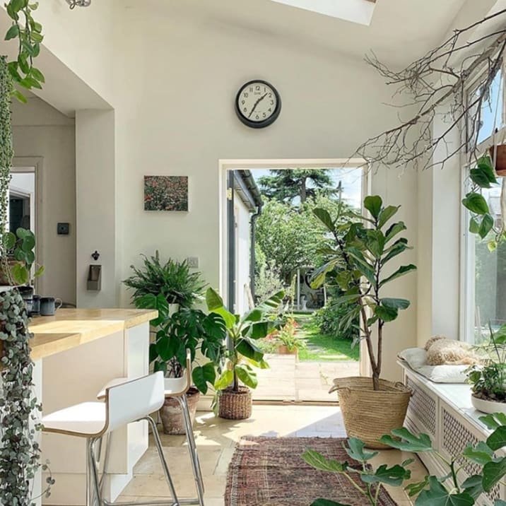 Plants including a fiddle leaf fig and monstera in a light kitchen, close to glass doors and windows.
