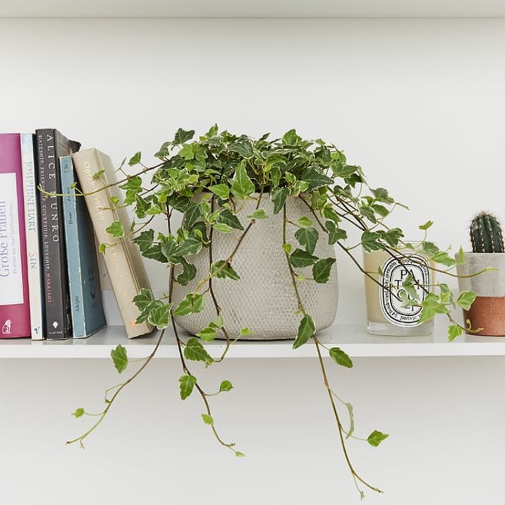 Ivy in a light grey concrete pot on a shelf
