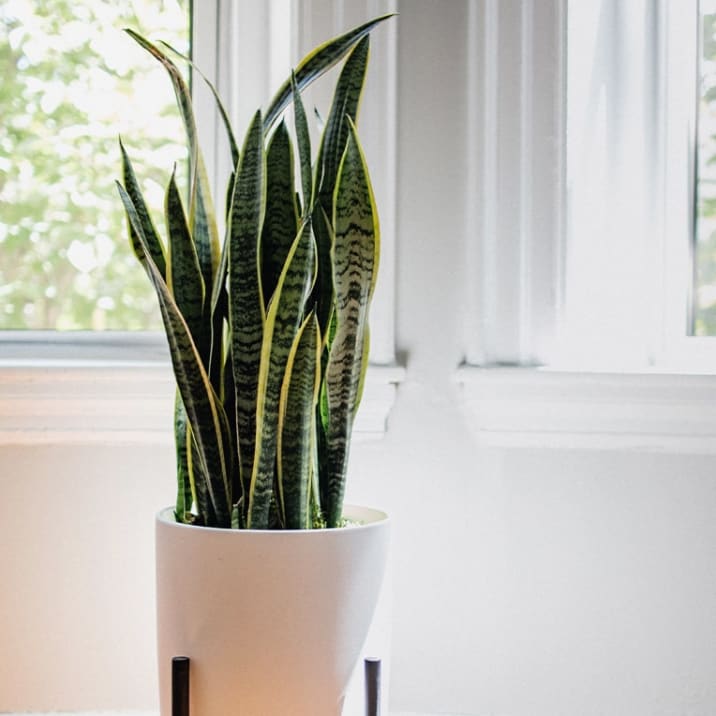 Snake plant in a white plastic pot and a wooden plant stand, in an empty living room by a window
