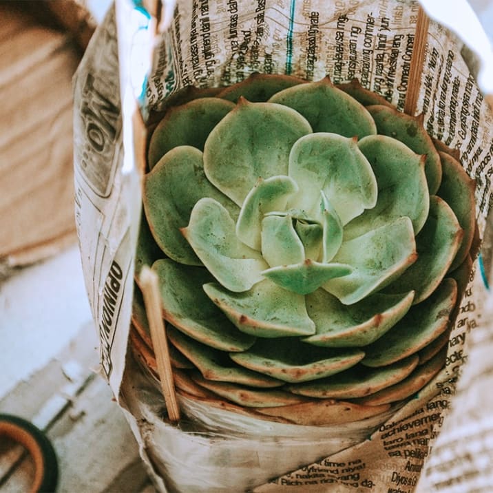 Small succulent wrapped in newspaper for protection