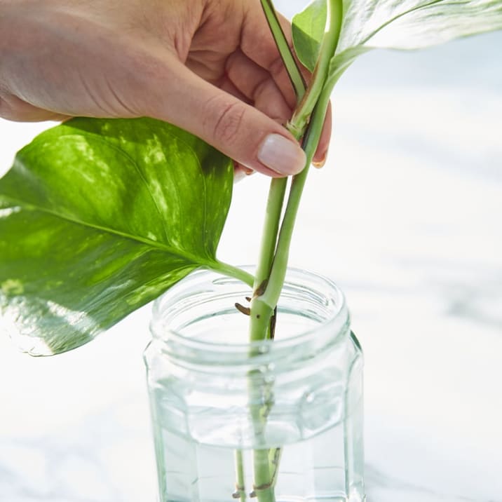 Close-up of a person placing a cutting of devil's ivy in a jar of water