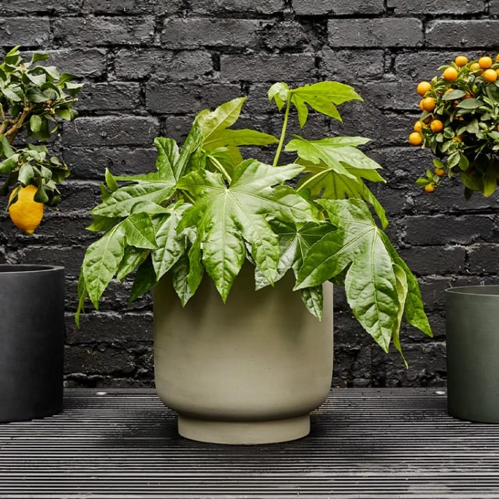 A fatsia japonica outside in a concrete decorative pot