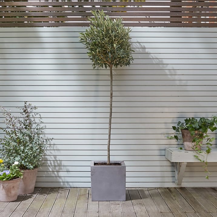 An olive tree in a fibrestone cube decorative pot, outside against a painted wooden fence