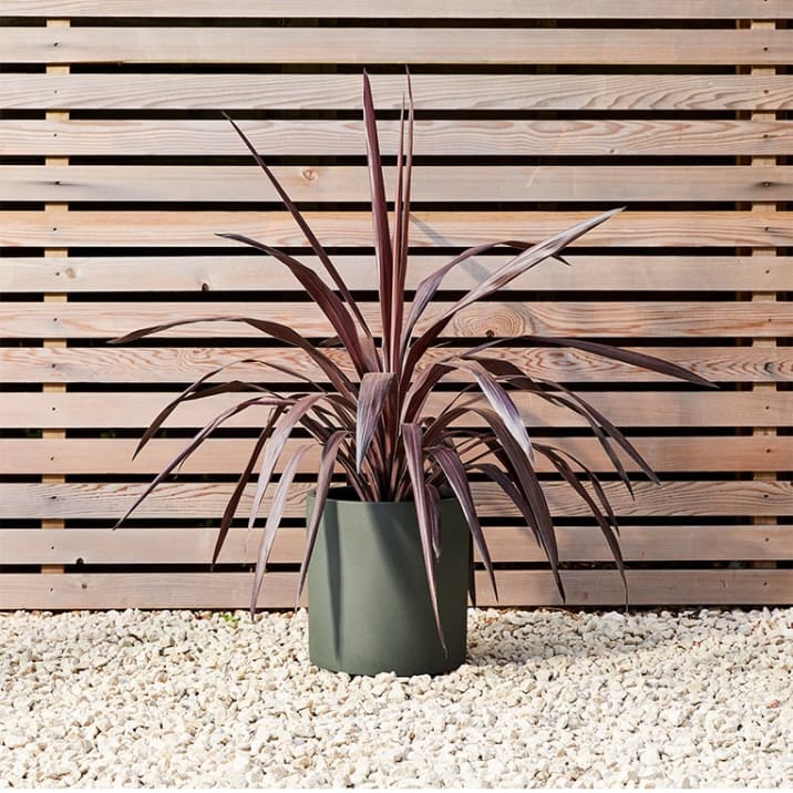 A cordyline in a green sandstone pot outside against a wooden fence