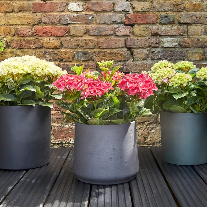 A group of hydrangeas in clay pots outside on a black wooden deck.