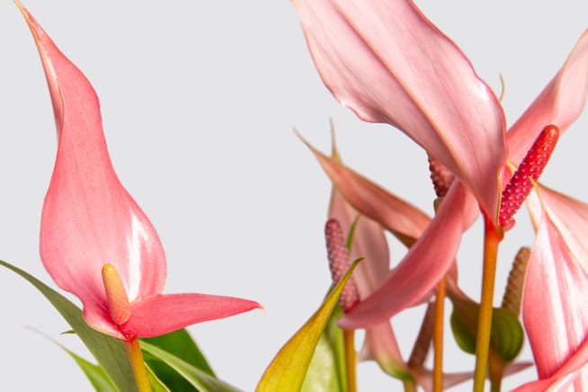 A close up detail photo of a pink anthurium 'Lilli' on a white studio background