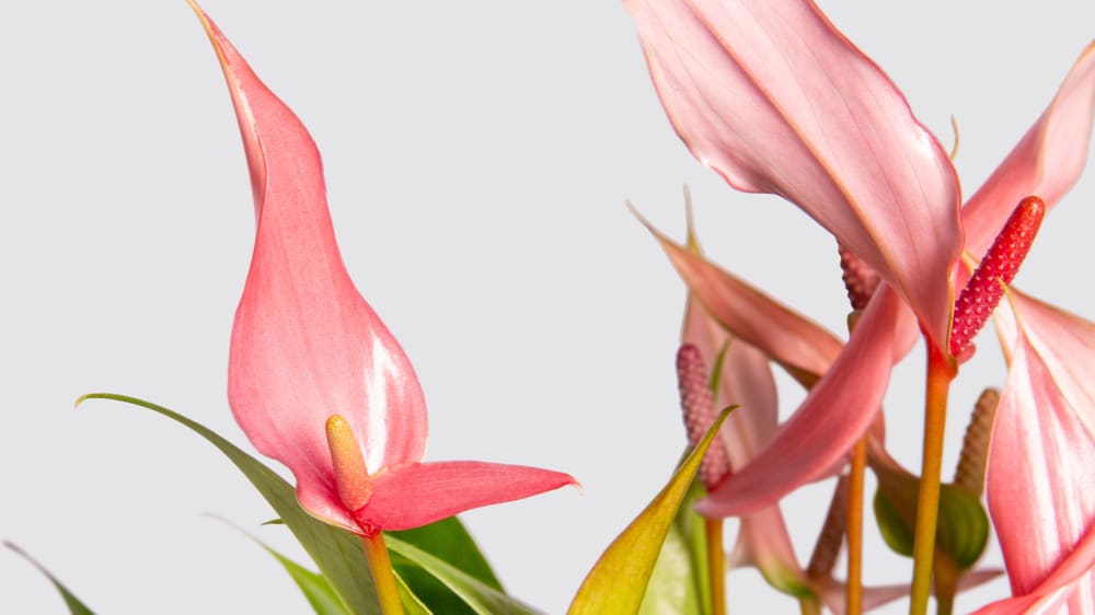 A close up detail photo of a pink anthurium 'Lilli' on a white studio background