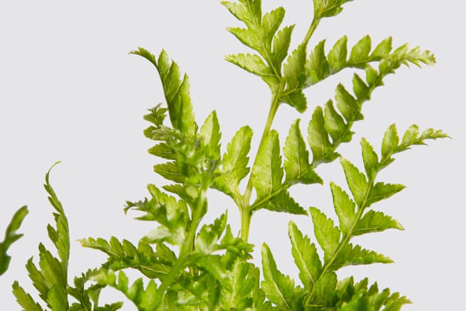 Close up detail photo of a silver lace fern on a white studio background