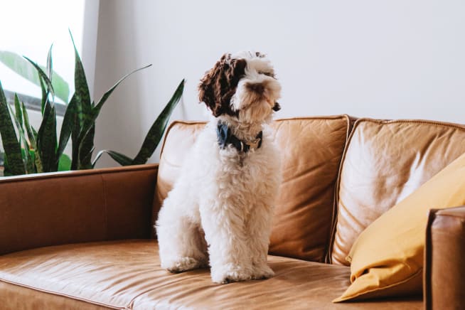 White and brown adult dog sitting on a light brown leather sofa with a snake plant in the background