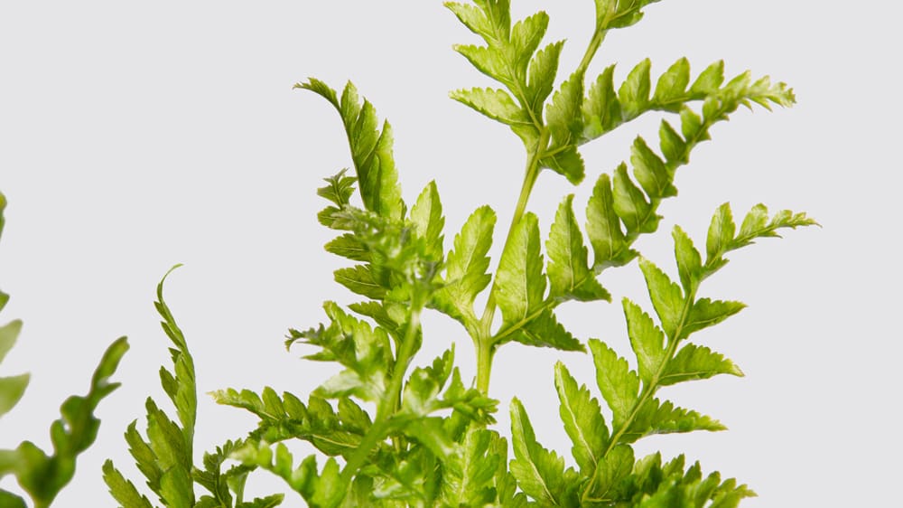 Close up detail photo of a silver lace fern on a white studio background