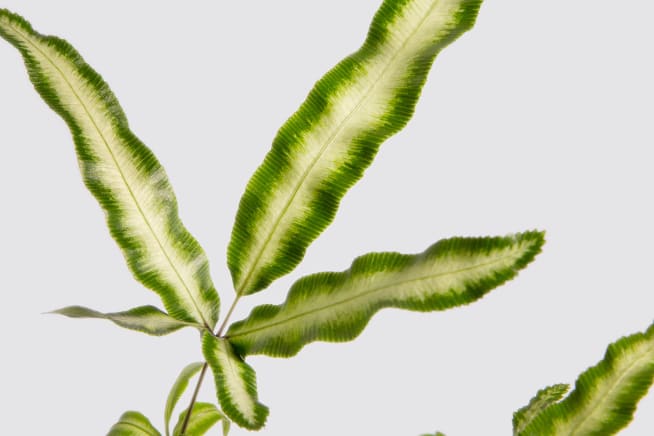 Close up detail photo of a silver ribbon fern plant on a white studio background