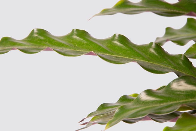 A close up detail photo of a calathea 'elgergrass' plant on a white studio background