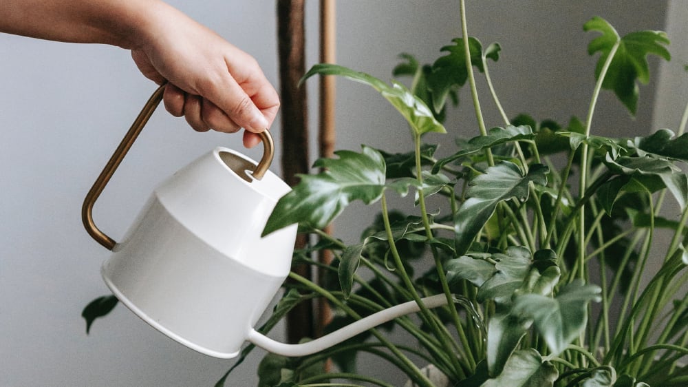 Close-up of a person watering a philodendron xanadu with a cream and gold metal watering can