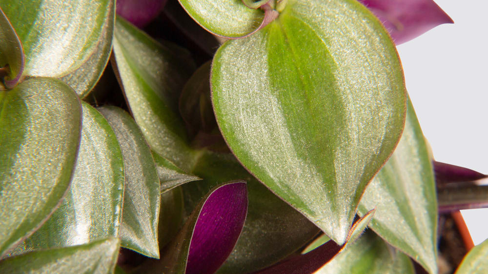 A close up detail photo of a tradescantia 'zebrina' on a white studio background