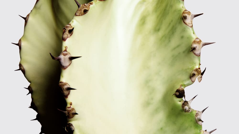 Close up detail photo of a variegated euphorbia on a studio background