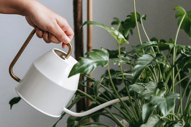 Close-up of a person watering a philodendron xanadu with a cream and gold metal watering can