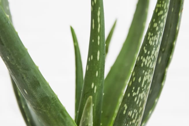 Close-up of aloe vera leaves