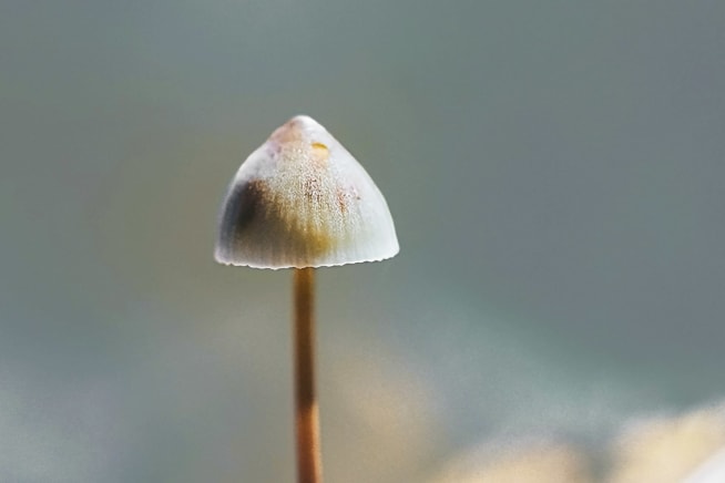 Close-up of a small white mushroom