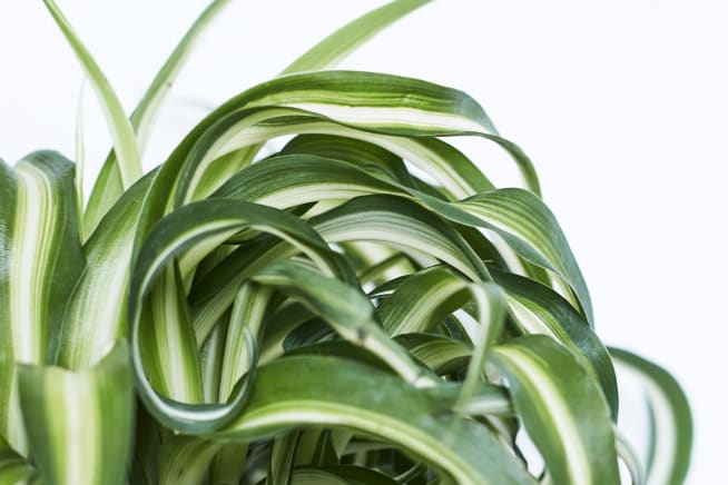 Close-up of a spider plant leaf