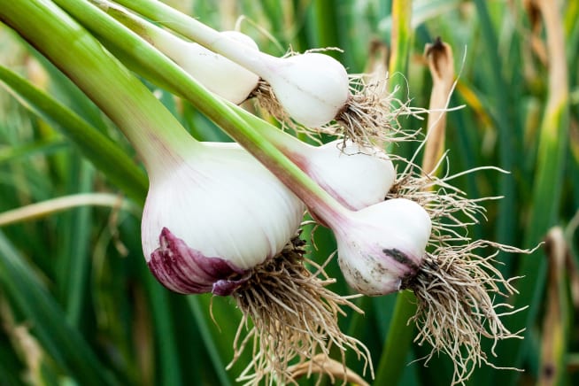 Close up of a garlic bulb