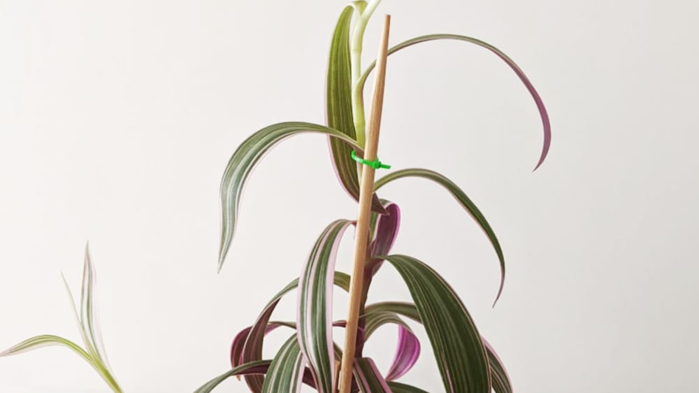 A tall Tradescantia Nanouk that has long stems but few leaves