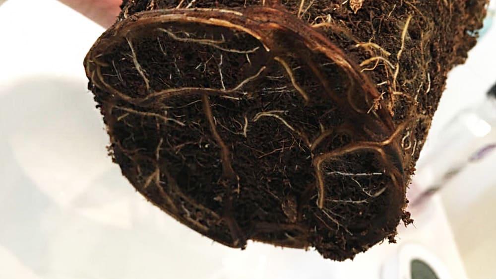 Close-up of a plant with no nursery pot and wet soil, suffering from root rot