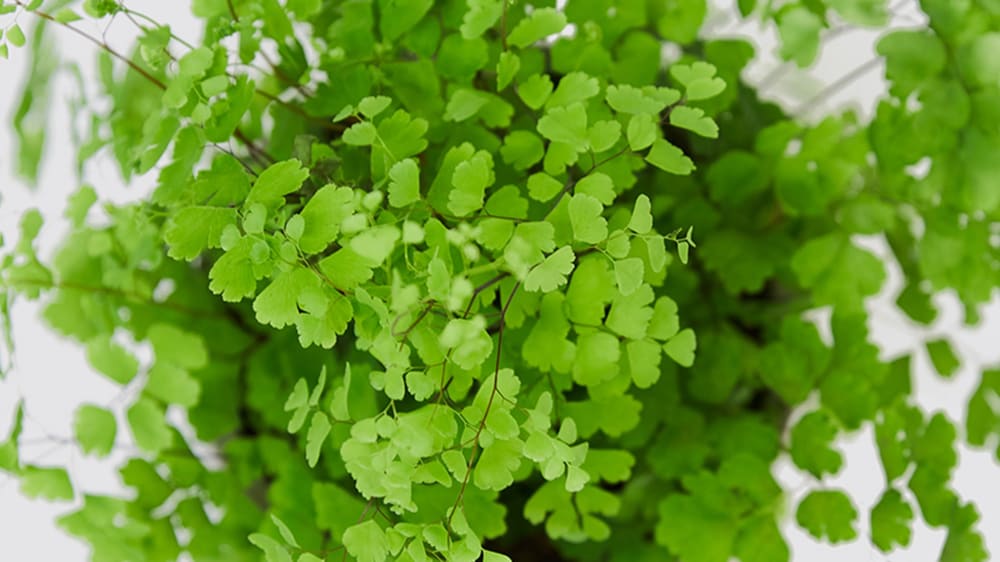 Close-up of a maidenhair fern plant