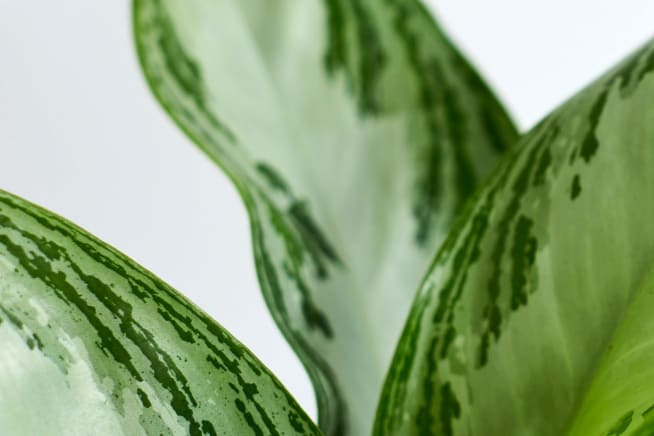 Close-up detail of aglaonema 'silver bay' on a white studio background