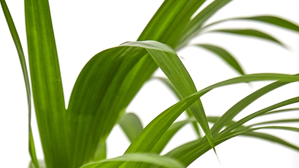 Close-up detail of a kentia palm plant on a white studio background