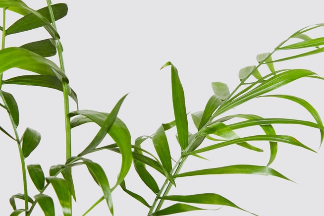 Close-up detail of a parlour palm plant on a white studio background