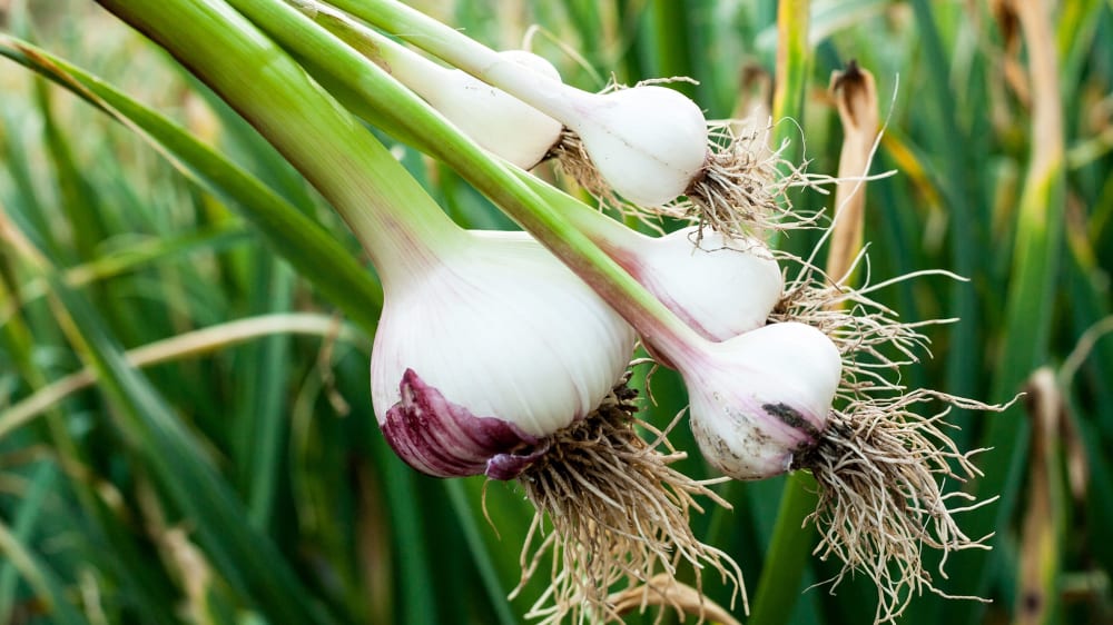 Close up of a garlic bulb