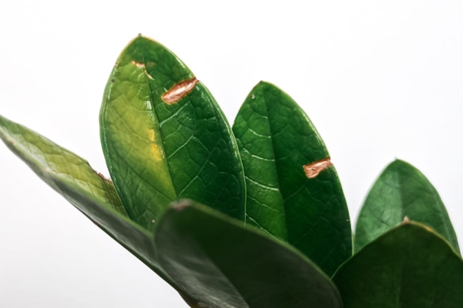 Close up of a zz plant with scars on its leaves