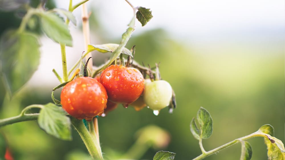 Close-up of one red and two green tomatoes growing on a vine