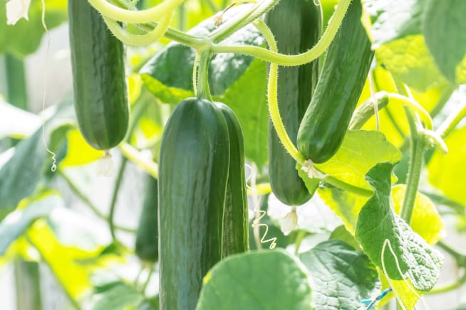 Close up of courgettes growing on a hanging vine