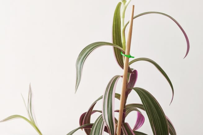 A tall Tradescantia Nanouk that has long stems but few leaves