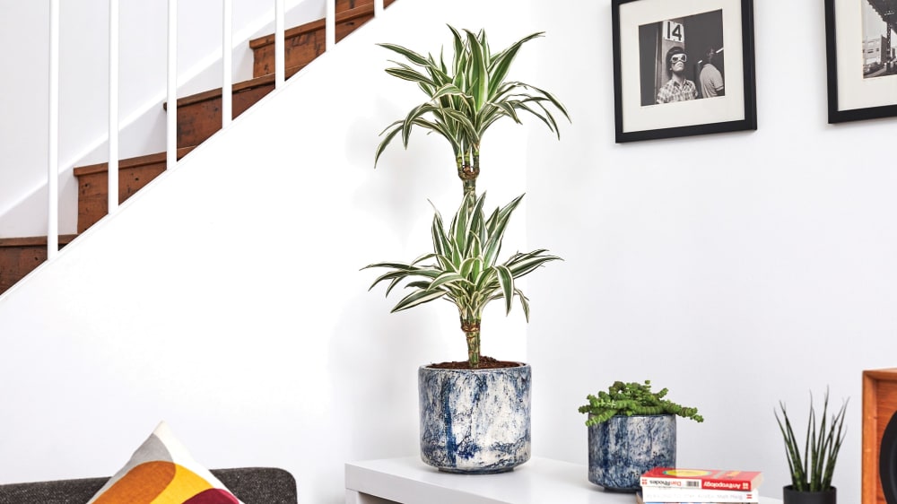 A corn plant in a blue fracture-patterened pot on a low shelf in the corner of a living room