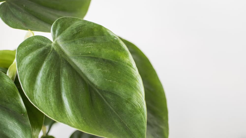 Close-up detail of a philodendron plant on a white studio background