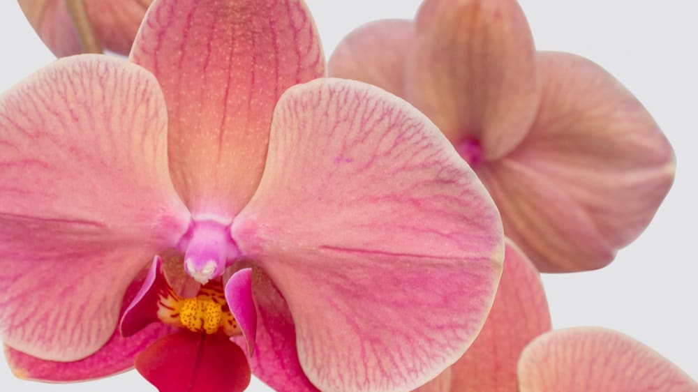 Close-up detail of pink 'Niagara Falls orange' orchid flower on a white studio background