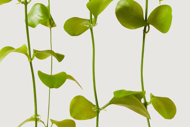 Close-up detail of string of nickels plant on a white studio background