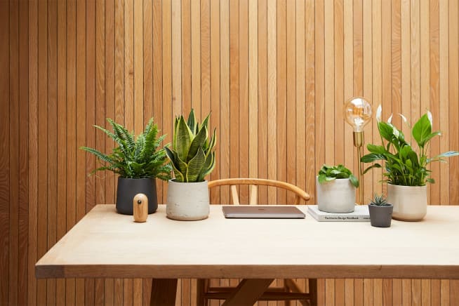 Desk in home office decorated with a Boston fern, snake plant, Chinese money plant, succulent and peace lily in a range of ceramic, concrete and clay pots.