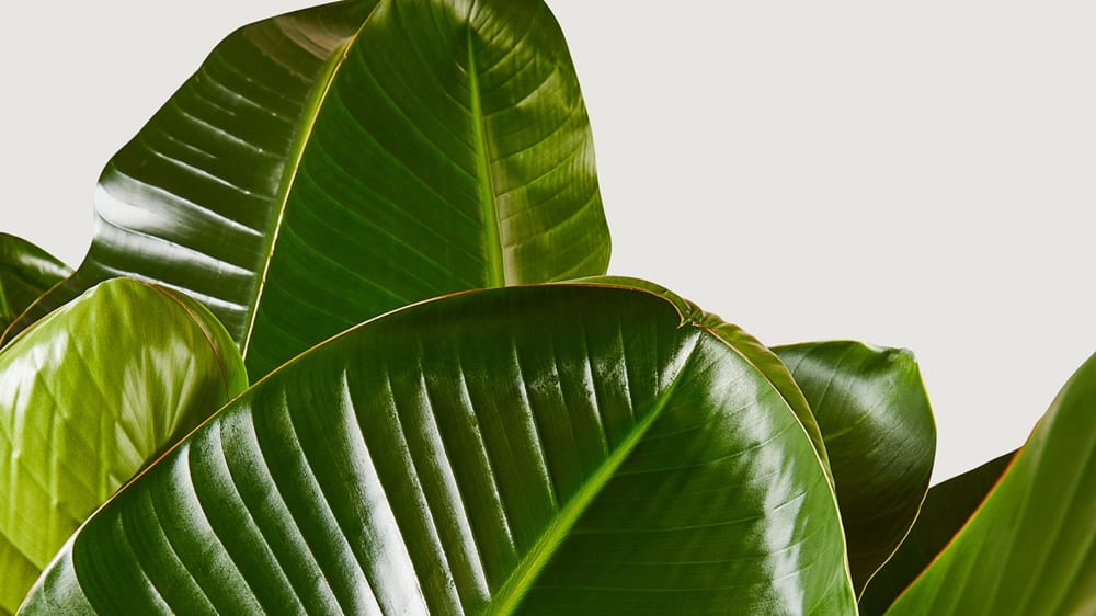 Close-up detail of a strelitzia nicolai plant on a white studio background